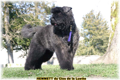 HEMMETT © Elevage de bouviers des flandres du Clos de la Luette specialisé pour le bouvier des flandres Copyrigth depose